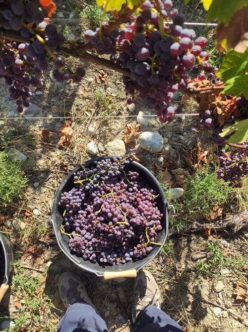 récolte raisin du vin vivant